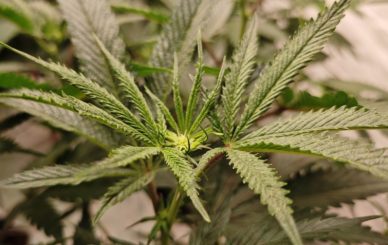 Brasil regulamenta importação de sementes de cannabis
