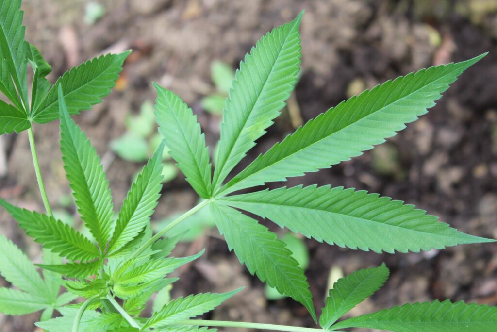 CMBH vai votar projeto para distribuição gratuita de canabidiol