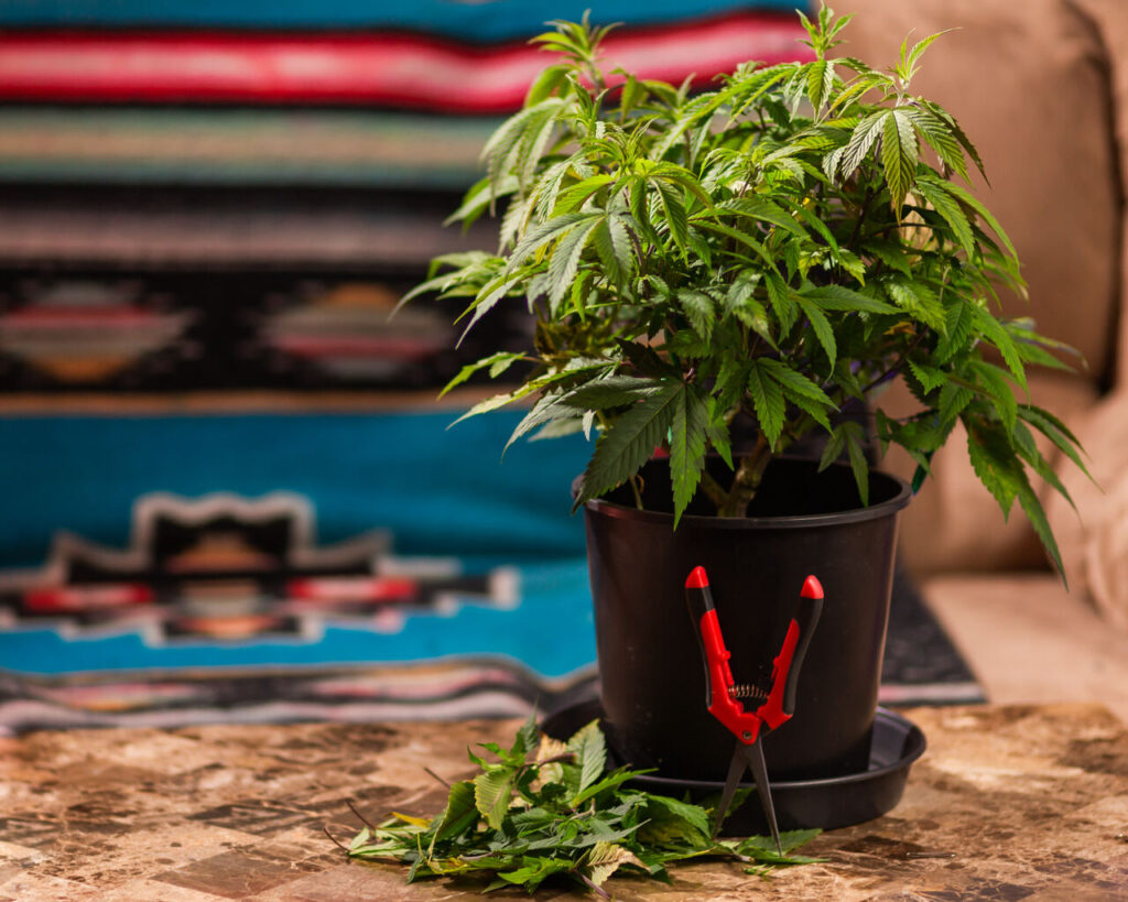Cannabis em SC: regulamentação ignora associações 