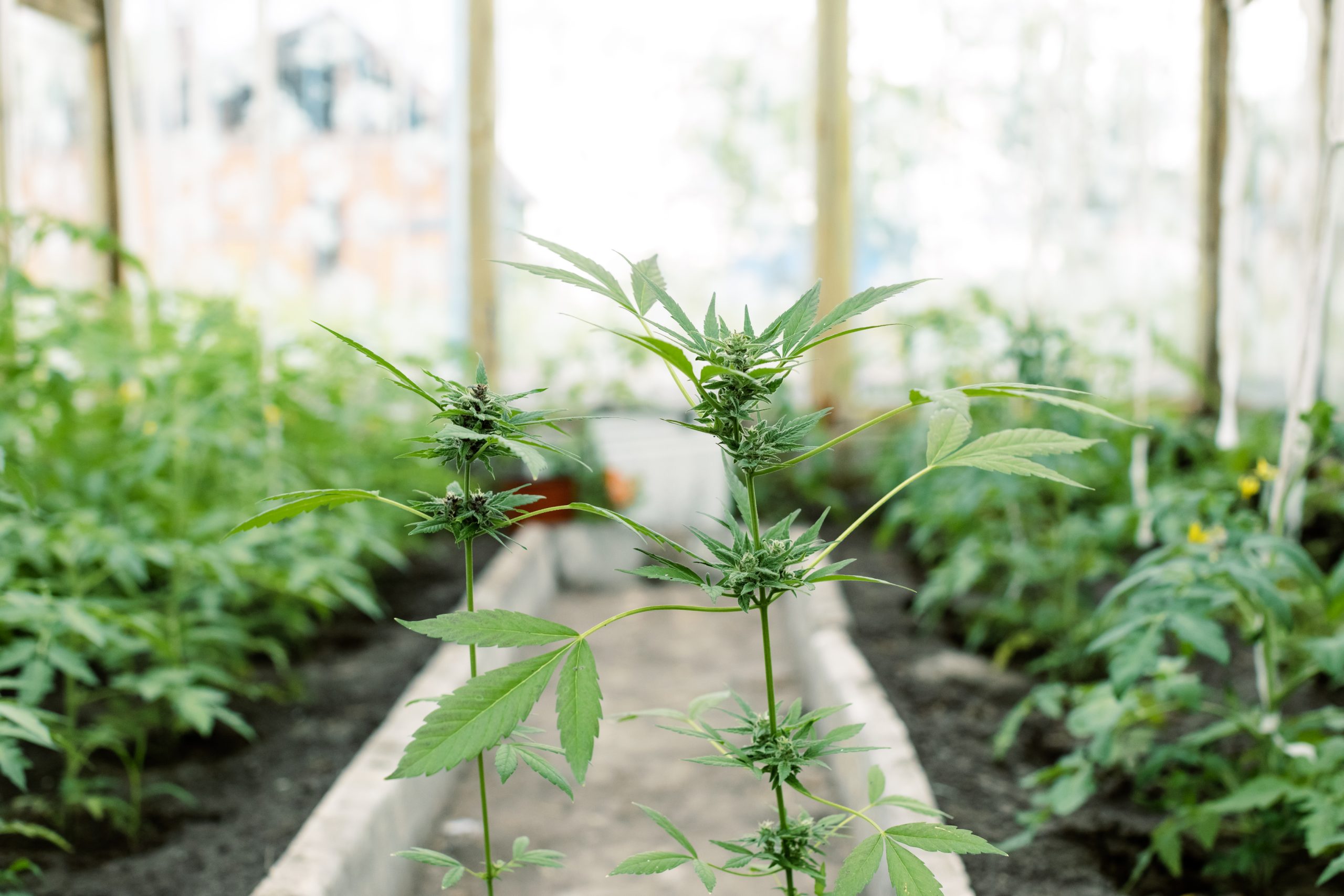 Cultivo de cânhamo pode render R$6 bi até 2030