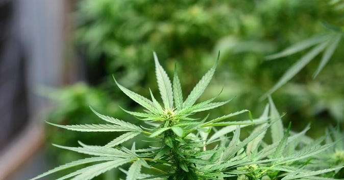 Em parecer emitido por conselheira, Cremers se posiciona contra a descriminalização do porte da maconha