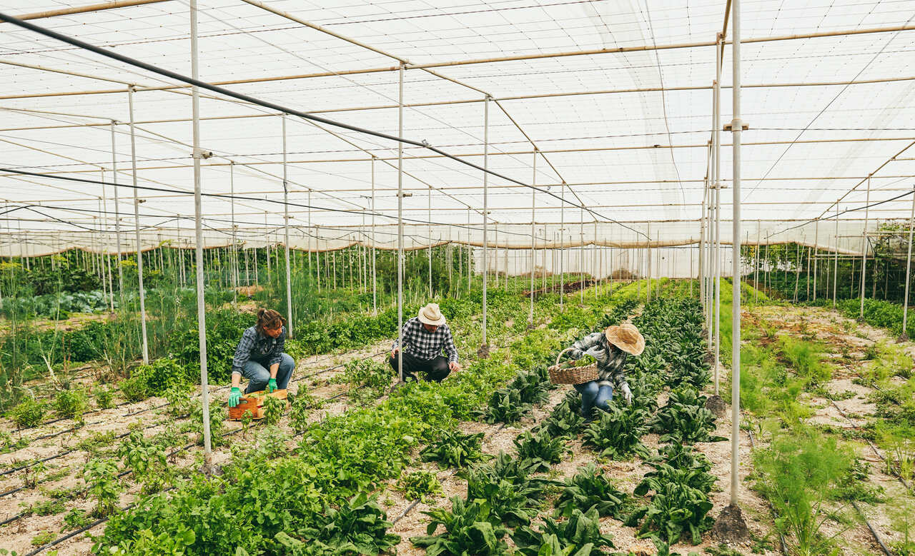 Grupos pedem proteção à cannabis medicinal nos Estados Unidos