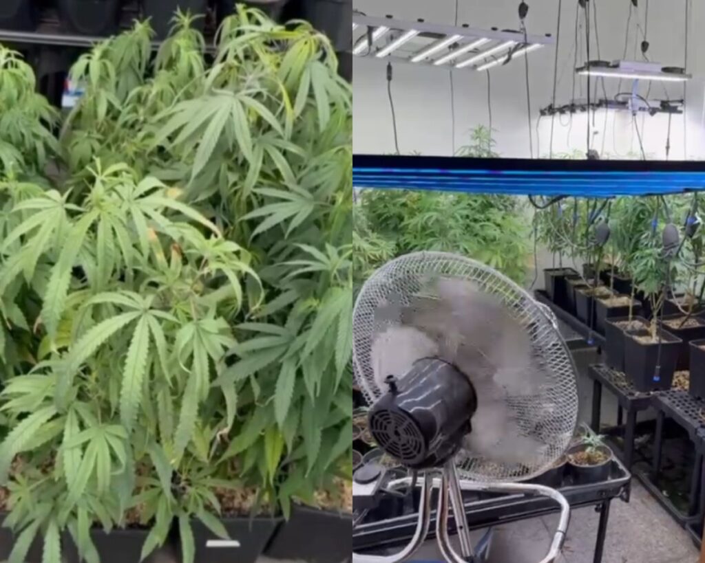 Homem é preso com mais de 10 kg de maconha no apartamento