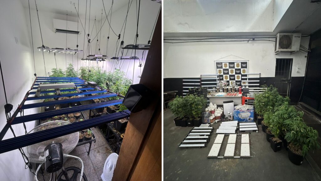 Homem é preso por cultivo de maconha e manipulação de canabidiol sem autorização em Santos; VÍDEO