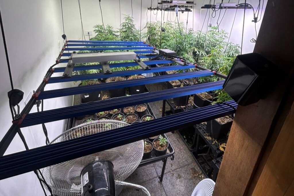 Homem é preso por plantar maconha e diz que droga era para avó