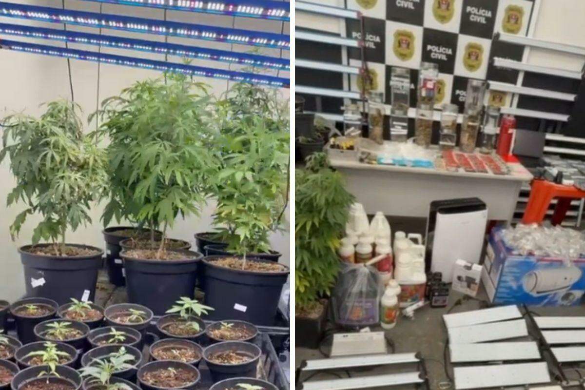 Homem preso em Santos por cultivo de maconha alega uso medicinal para a avó e é liberado