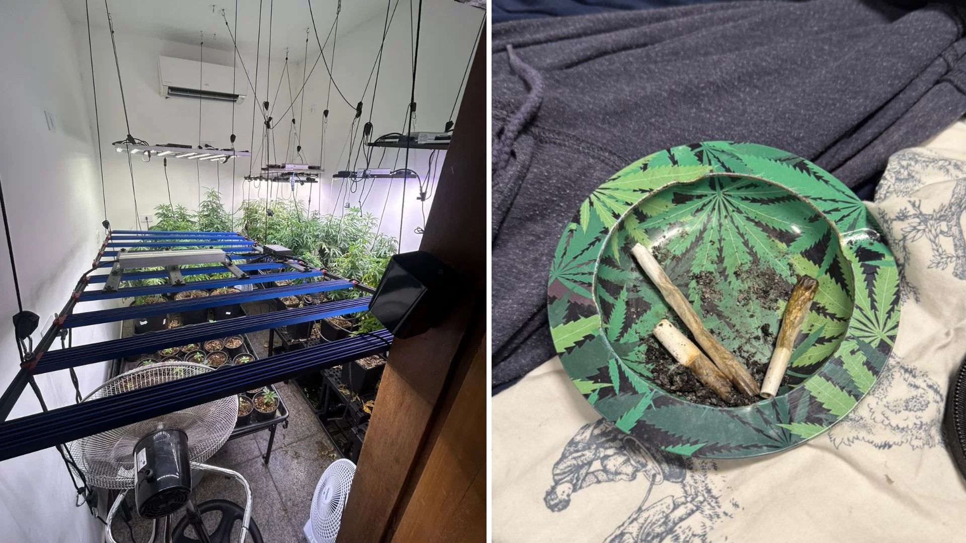 Homem preso por cultivar maconha para ‘tratar a avó’ é liberado em Santos