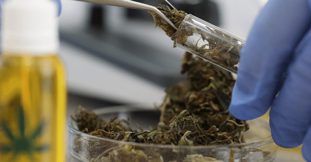 Juiz manda Anvisa analisar pedido de farmácia para manipular cannabis