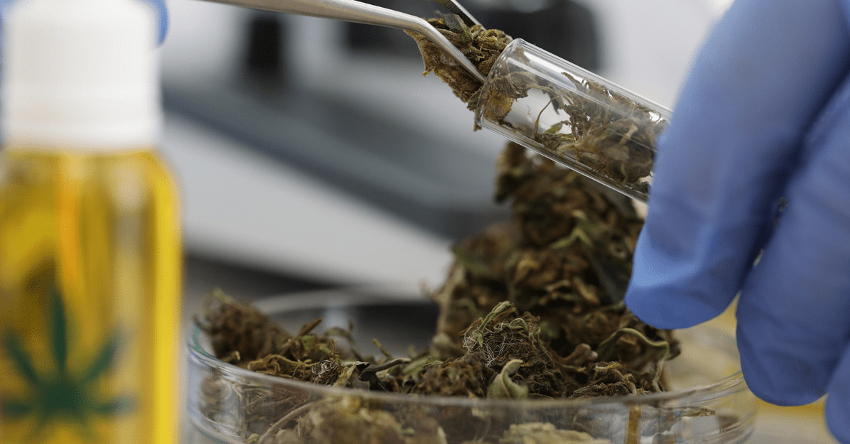 Juiz manda Anvisa analisar pedido de farmácia para manipular cannabis