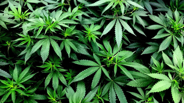 Justiça de Campos autoriza morador de Aperibé a cultivar cannabis para uso terapêutico