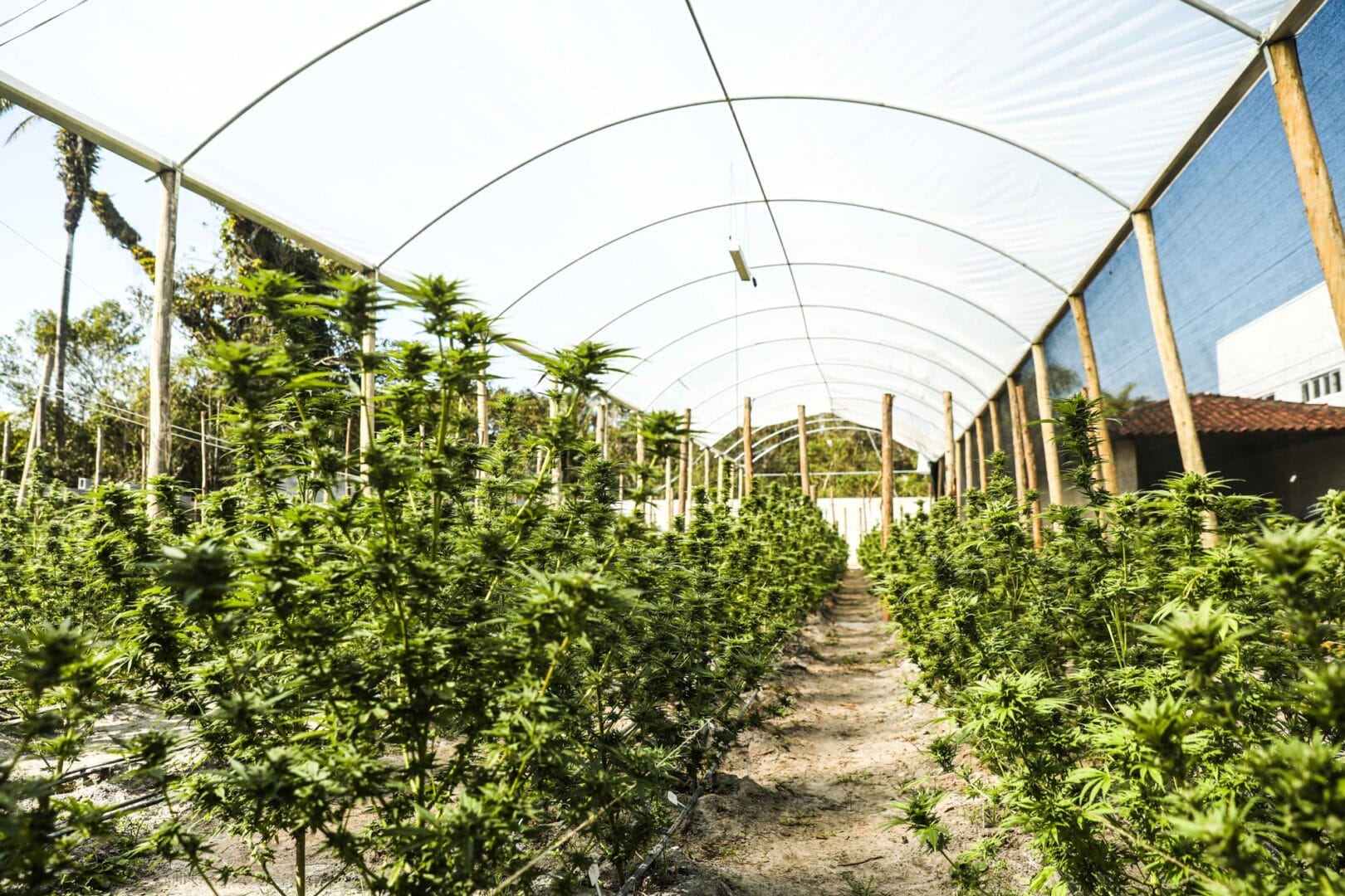 Justiça obriga Instagram a reativar perfil de associação de cannabis medicinal de SC