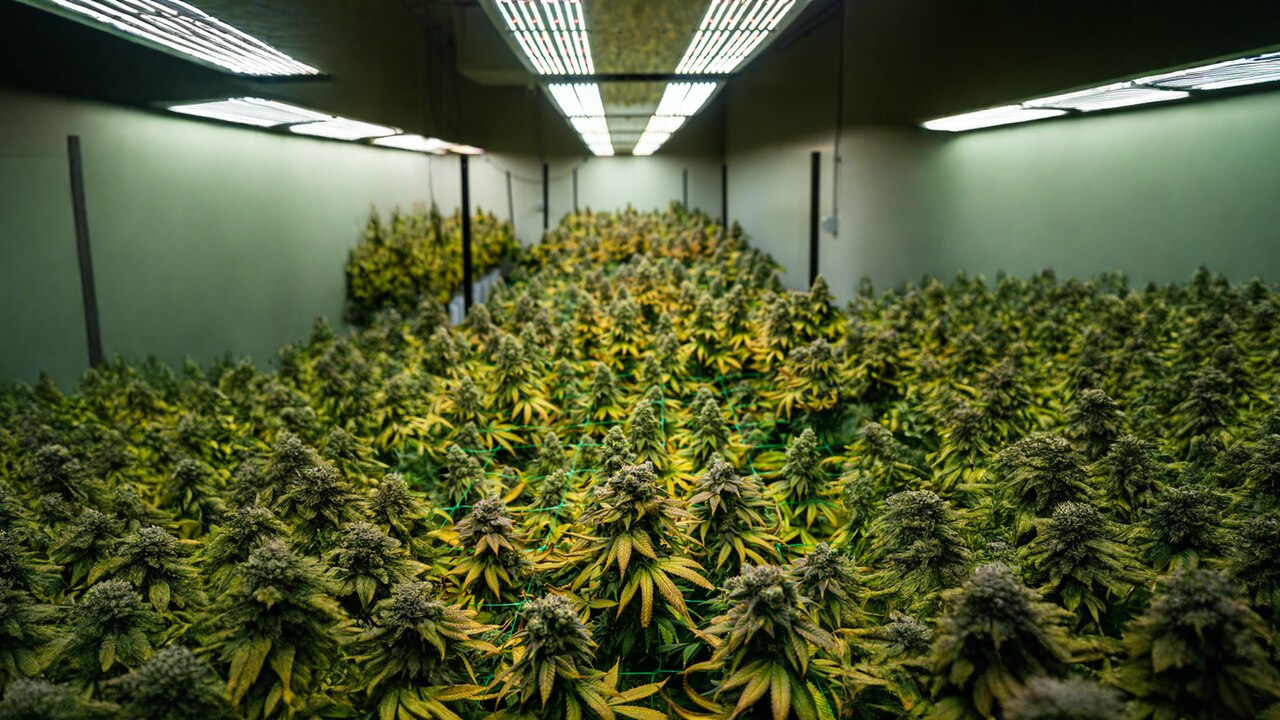 Justiça obriga Meta a reativar instagram da Santa Cannabis