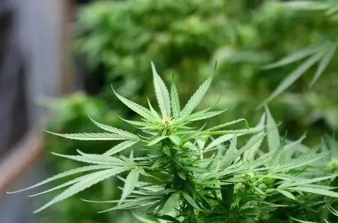 Médicos alertam para os riscos do uso da maconha e criticam a descriminalização