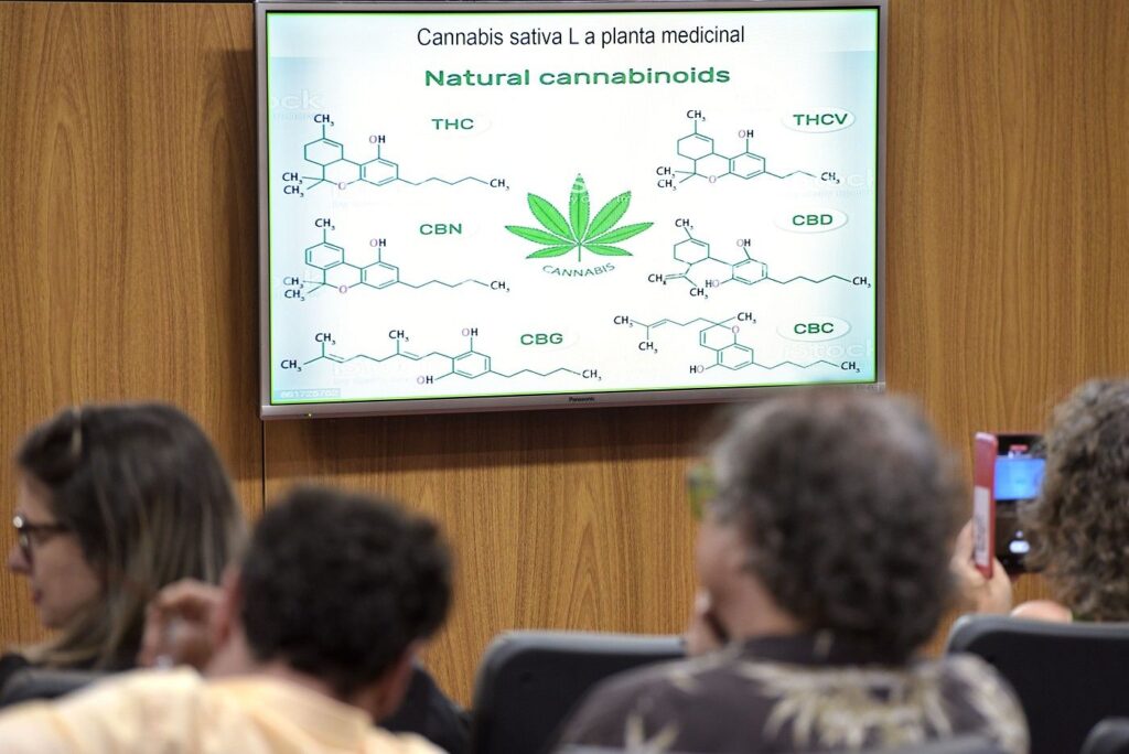 Minas Gerais discute regulamentação da cannabis medicinal em audiência pública nesta segunda