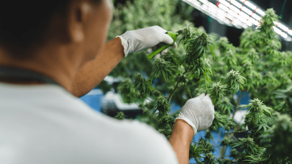 Na Itália, impasse sobre cannabis industrial expõe divergência entre governo e produtores