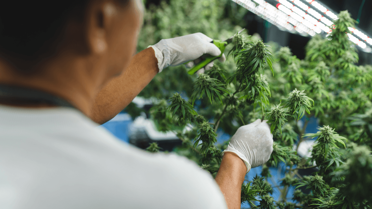 Na Itália, impasse sobre cannabis industrial expõe divergência entre governo e produtores