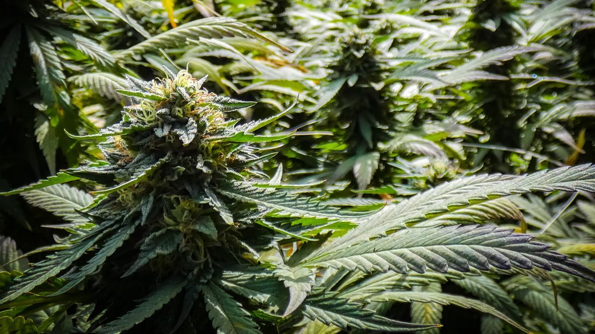 Potência da cannabis pode variar mesmo em cultivares idênticas, aponta pesquisa