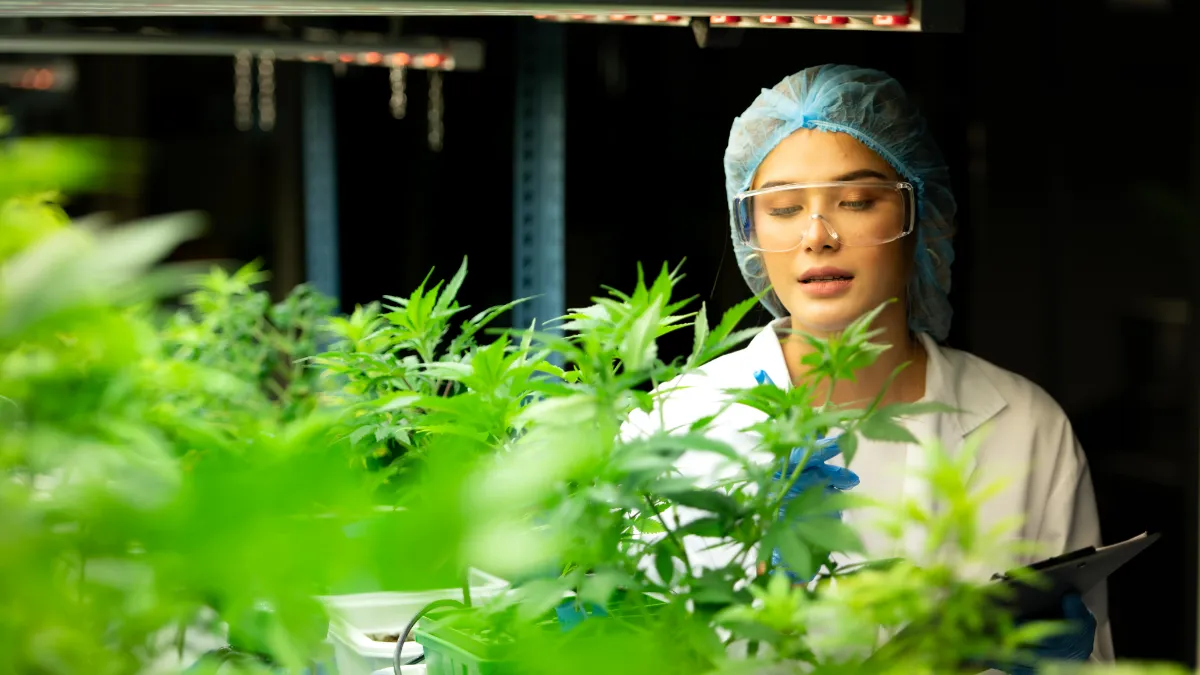 Revisão de RDC pode impulsionar mercado de cannabis medicinal