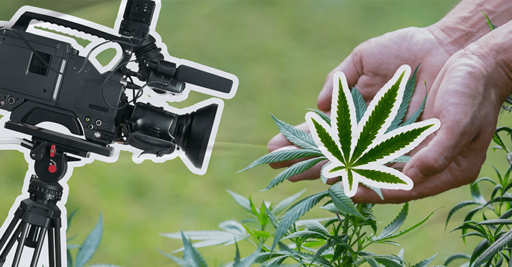 STJ: Advogado não precisará filmar cultivo de maconha medicinal