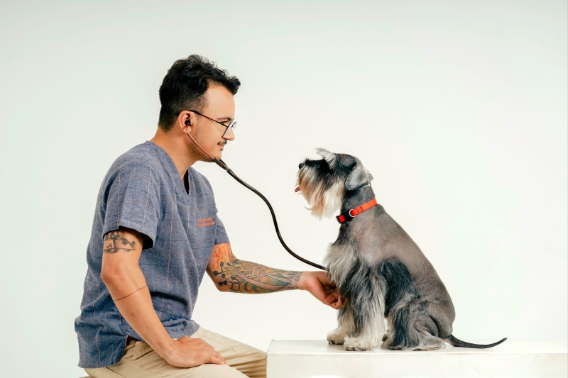 UNIESP lidera pesquisa e extensão sobre uso do canabidiol na Medicina Veterinária