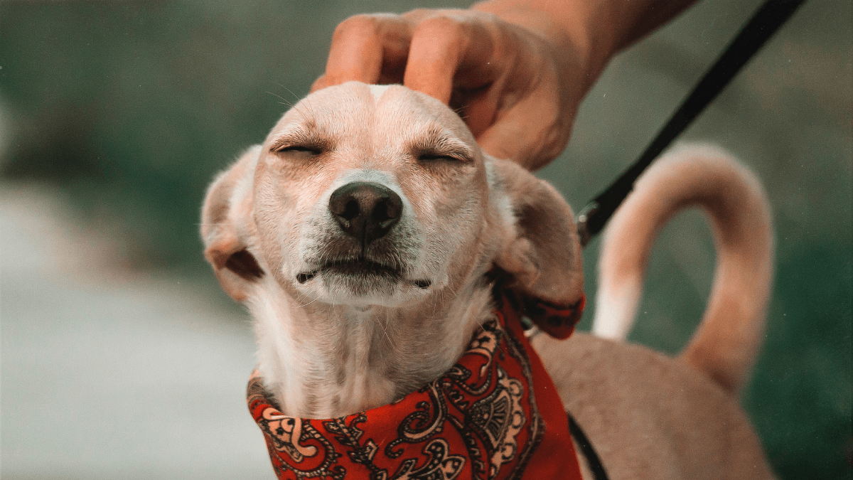 como a cannabis pode transformar a saúde dos seus animais