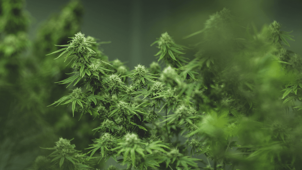 entraves regulatórios à pesquisa científica com Cannabis no Brasil